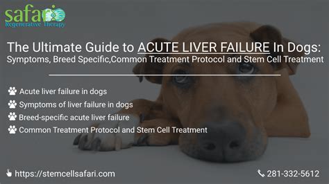 The Ultimate Guide to Acute Liver Failure In Dogs: Symptoms, Breed ...