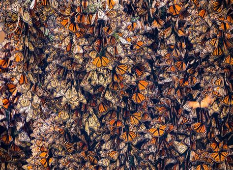 How to See the Monarch Butterfly Migration in Mexico