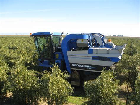 Olive Harvesting | Vineyard Ops