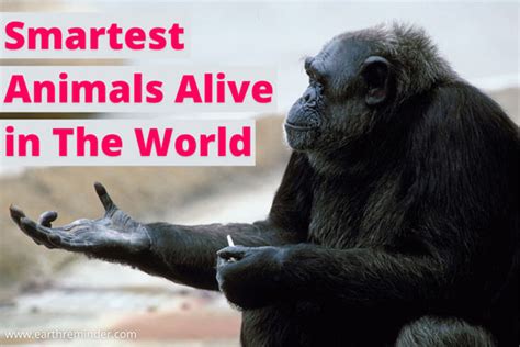 Top 10 Smartest Animals Alive in The World | Earth Reminder