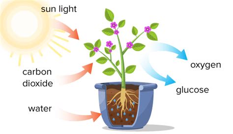 Equation For Photosynthesis