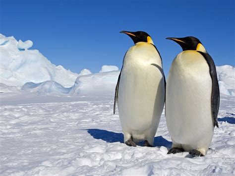 Emperor Penguins Antartica wallpaper | 1600x1200 | #12882