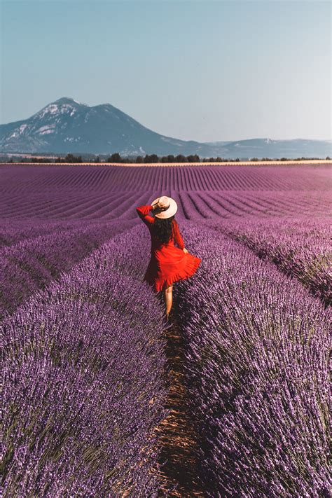 Pictures Of Lavender Fields In France - bmp-box