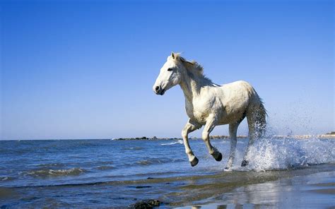 White Horse Running On Beach Wallpapers - Wallpaper Cave