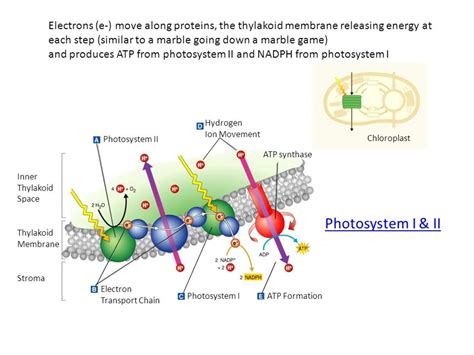 13 Enigmatic Facts About Photosystem I And Ii - Facts.net