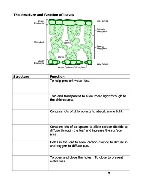 Lesson 5 Structure and Functions of Leaves Student Worksheet | PDF ...