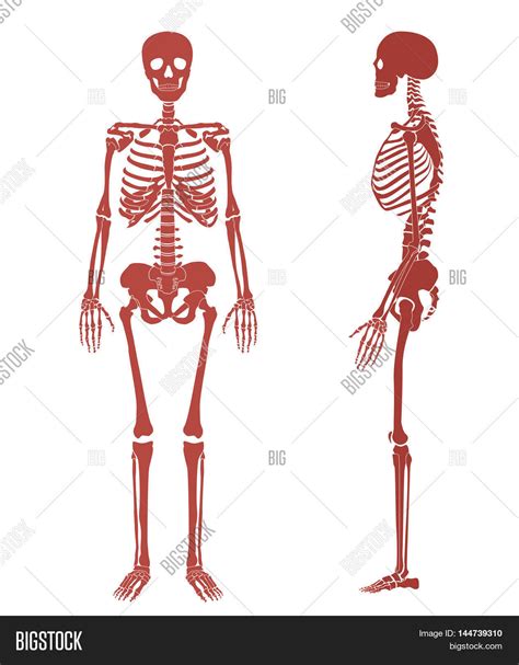 Human Skeleton Bone Vector & Photo (Free Trial) | Bigstock