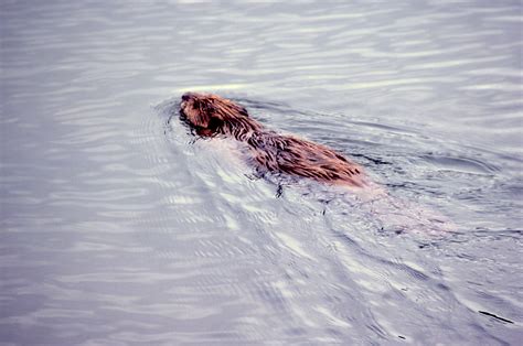 beaver den Archives - Wild About Utah