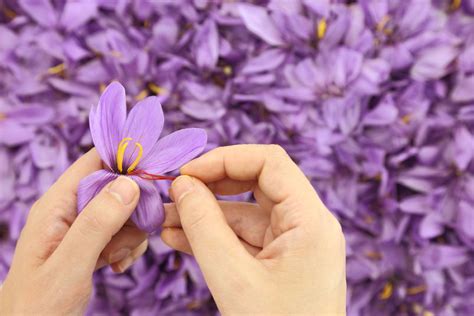 Harvesting & storing saffron - Plantura