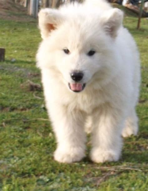 Alaskan Malamute Fluffy Samoyed Husky Mix - Pets Lovers