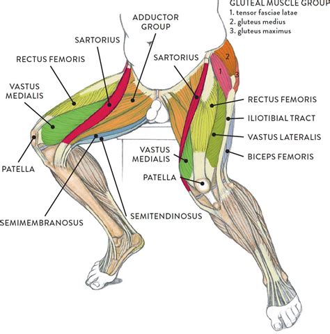 Muscles Leg Muscles Diagram Muscle Diagram Leg Muscles Anatomy | Images ...