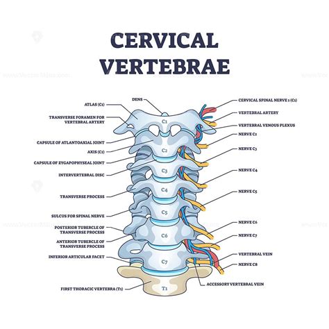 Vértebra Cervical, Vertebral Artery, Thoracic Vertebrae, Intervertebral ...