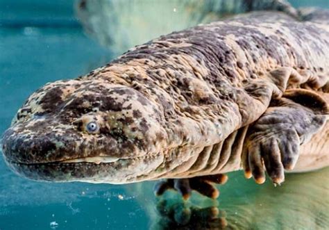 Chinese Giant Salamander – Andrias davidianus | Facts About Animals