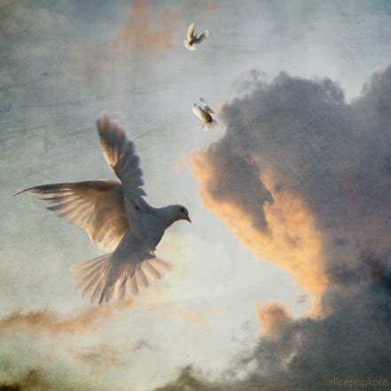 Symbolism of the White Dove - A Dove's Love