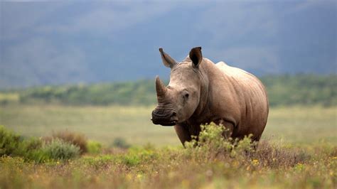 Dangerous job for South African wildlife rangers despite new technology ...