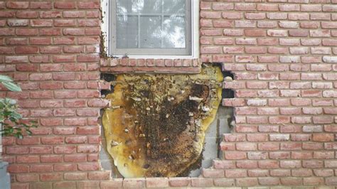 Tennessee 'bee whisperer' removes 35,000 honey bees from brick wall ...