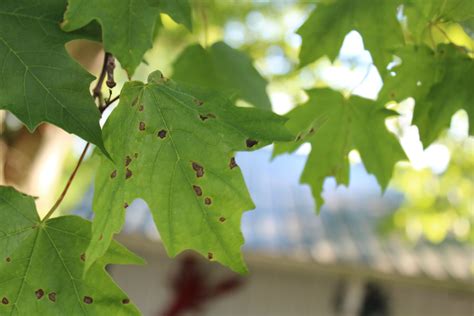 Most foliar diseases of maple don't warrant fungicides, as they are ...