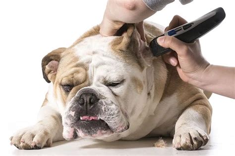 4 Bulldog Grooming Practices Made Simple | MyDogArea