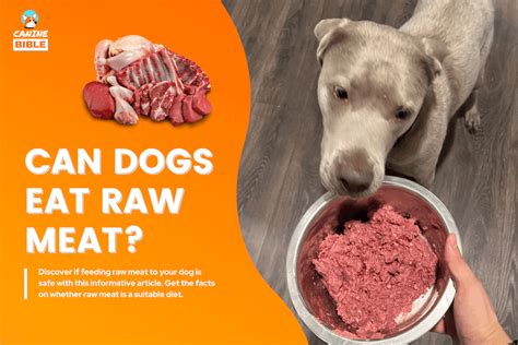 Can Dogs Eat Raw Meat? Is Raw Meat Safe For Dogs? - Canine Bible