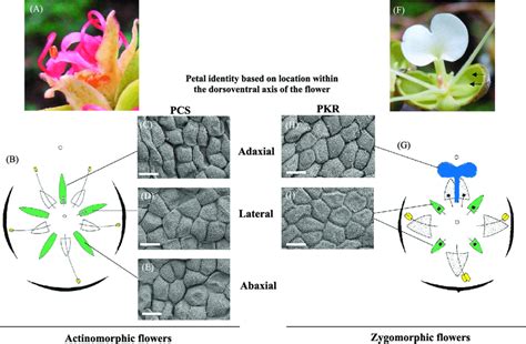 Distribution of epidermal types along the dorsoventral axis of symmetry ...