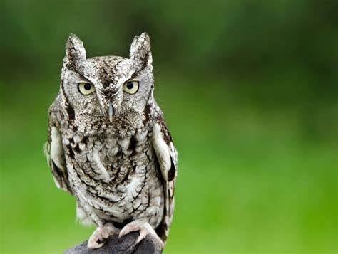 8 Species of Owl in Pennsylvania - Bird Advisors