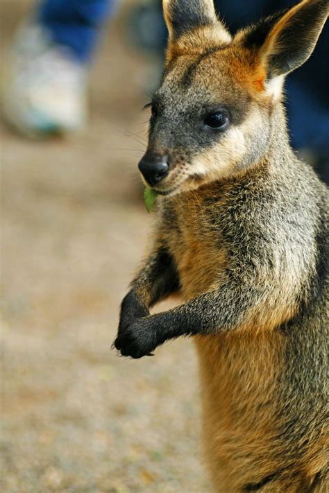 Featherdale Wildlife Park 1 by Leukeh on deviantART