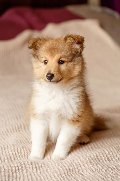 Premium Photo | Shetland sheepdog. fluffy sitting sheltie dog puppy