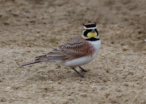 Horned Lark | San Diego Bird Spot