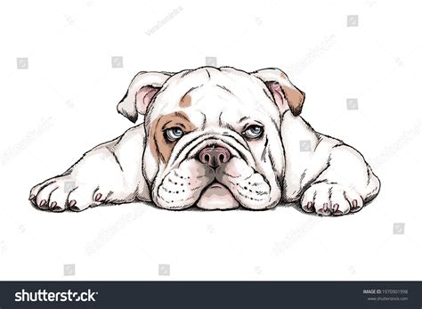 35,930 English Bulldog Images, Stock Photos & Vectors | Shutterstock