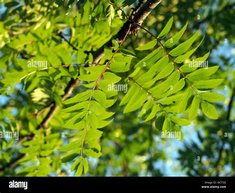 The leaves of mountain ash Stock Photo - Alamy