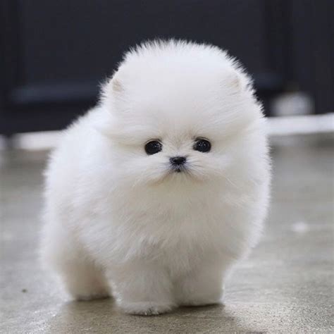 Pomeranian Puppies Korea - Pets Lovers