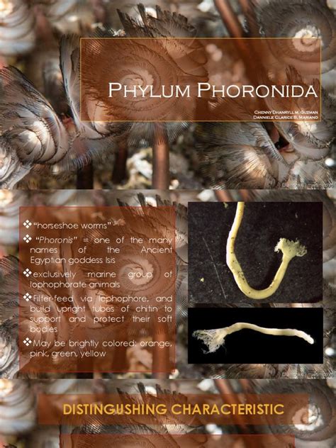 Phylum Phoronida: Chenny Dhanryll M. Guzman Danniele Clarice B, Mariano ...