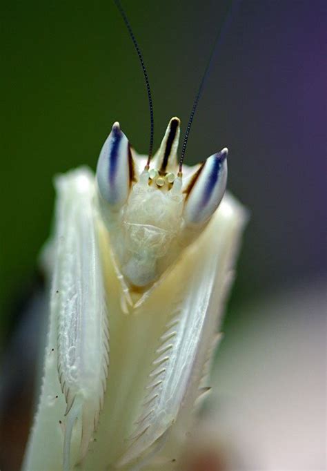 Orchid Mantis | The Animal Facts | Appearance, Diet, Habitat, Behavior