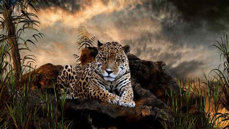 Jaguar Wallpapers - Wallpaper Cave