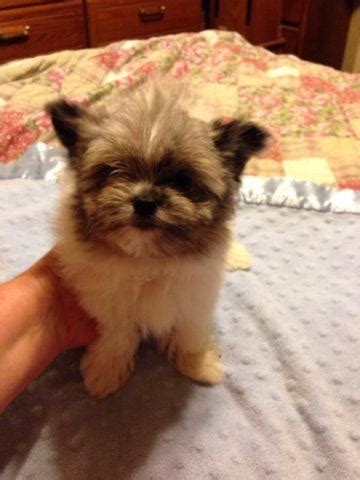 Maltese Pomeranian Mix Puppy for Sale in Sacramento, California ...