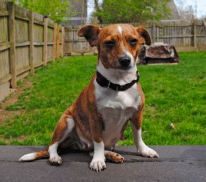 Jack Russell Terrier Dachshund Mix: Breed Info, Temperament, and Facts