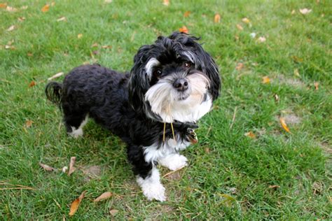 Black Havanese Puppies Picture - Dog Breeders Guide