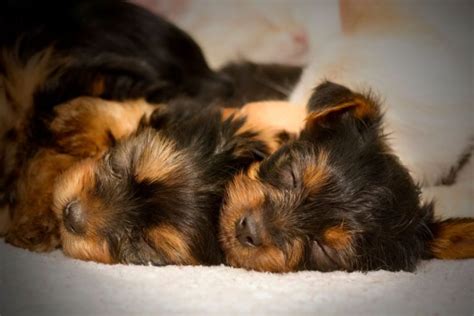 9 Reasons Why Yorkies Sleep So Much – Mercury Pets