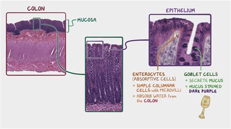 Urinary Bladder Histology Submucosa