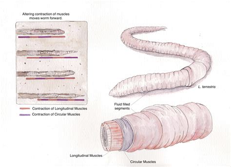 The different segments of the earthworm body — AskNature