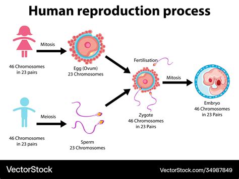 Reproduction process human infographic Royalty Free Vector