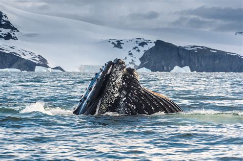 5 Types of Whales You Could See in Antarctica - Antarctica21