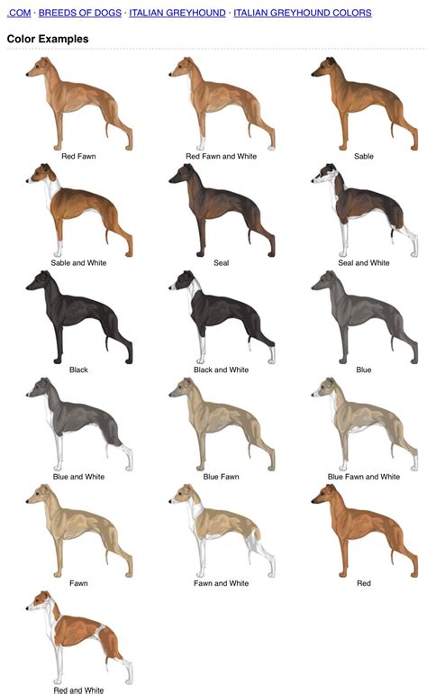 Italian Greyhound Colors | Italian greyhound dog, Italian greyhound ...