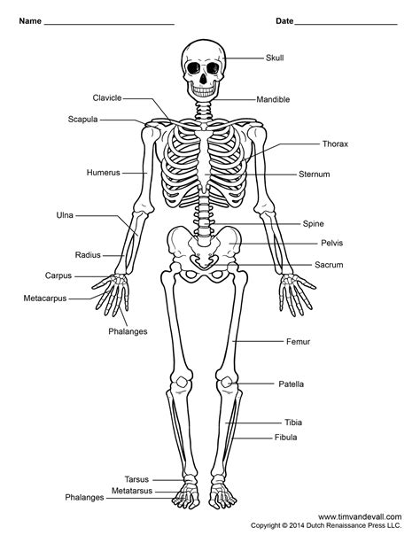 Skull Bones Labeling Worksheet