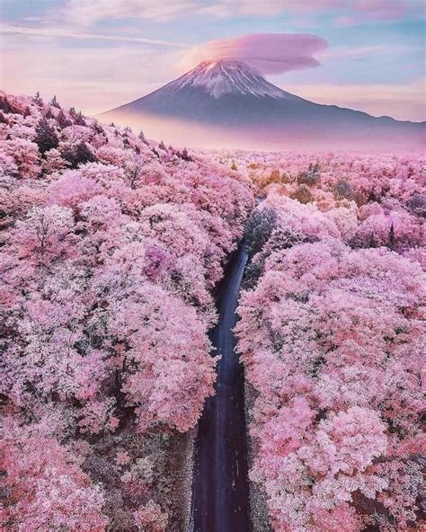 🔥 [10+] Mount Fuji Cherry Blossom Wallpapers | WallpaperSafari