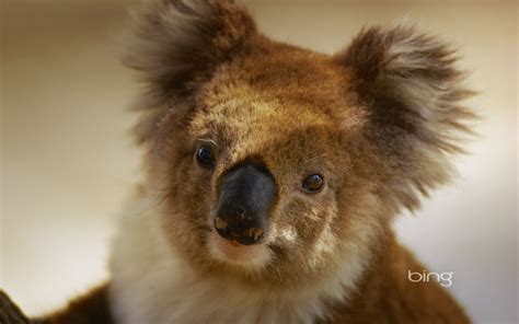 Best Of Bing Australia - Australian Landmarks & Animals Wallpaper ...