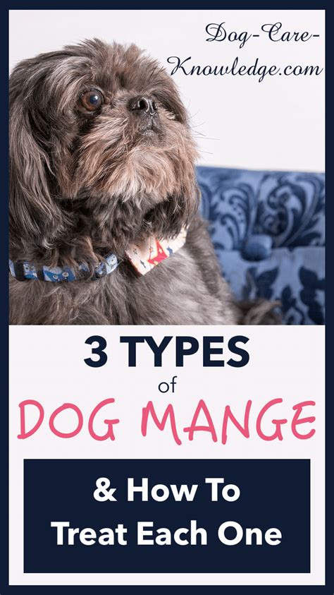 3 Types Of Dog Mange You need to know now