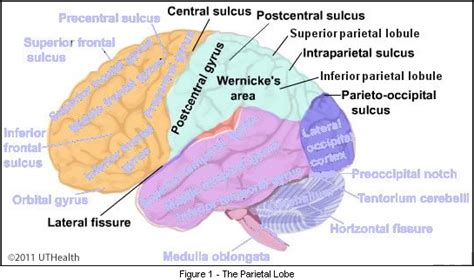 Superior Parietal Lobule Approach