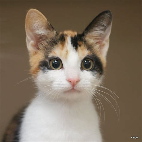 Adopt Peach a Calico or Dilute Calico Domestic Shorthair (short coat ...