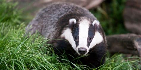 15 Bodacious Facts About Badgers - The Fact Site